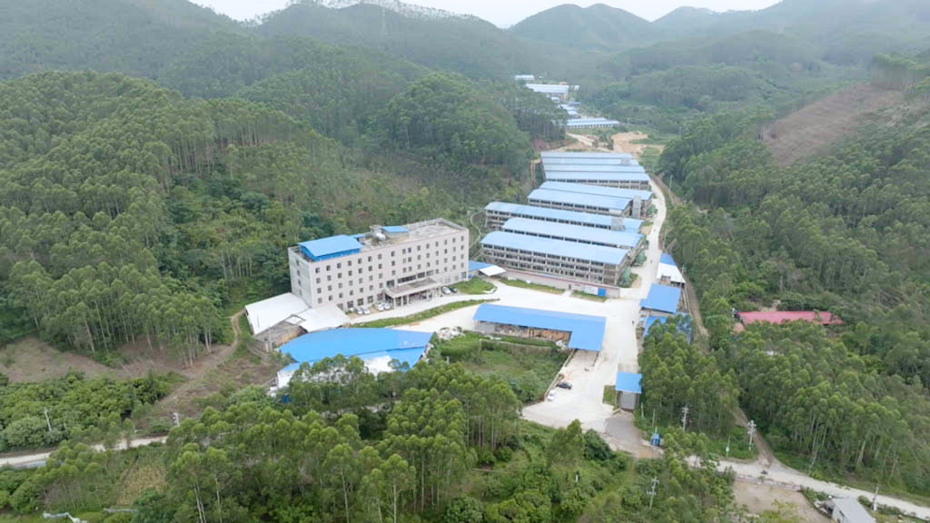 龙安镇：党建领航人大助力 “小鸡蛋”孵出富民大产业