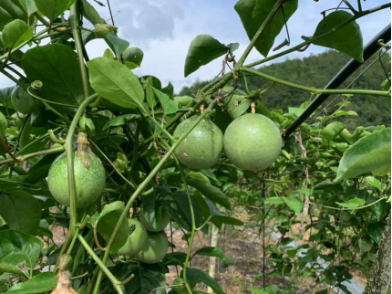 “百千万工程”突击队行动｜探寻黄金百香果里的“科技振兴路”